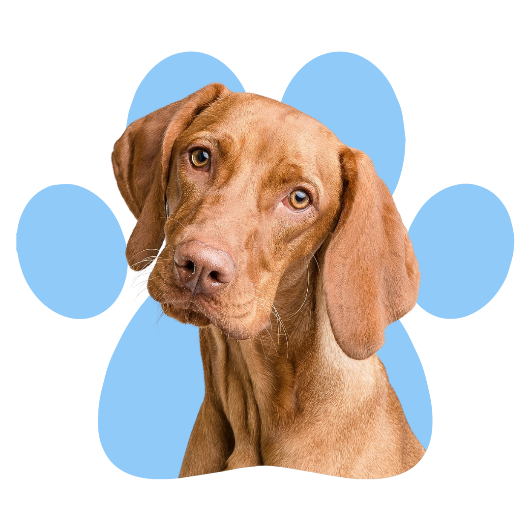aplikacja-dla-zwierzakow-see-my-pet-dodawanie-postow